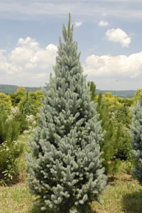 Blue Totem Spruce